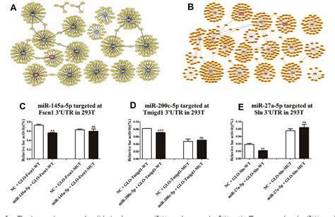 Figure From Mir A P Regulates Differentiation Of Myoblast By