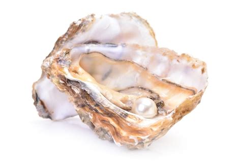 Premium Photo | Pearl oyster