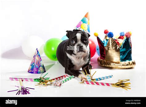 Sad Boston Terrier On Her Birthday Party Colorful Balloons Hats