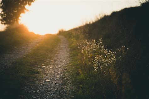 Darmowe Zdjęcia drzewo Natura las ścieżka trawa na wolnym