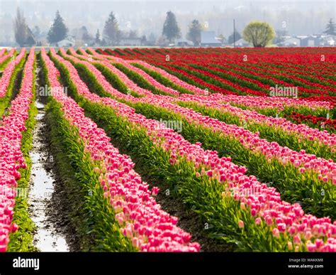 Usa Washington State Skagit Valley Tulip Fields In Bloom Stock Photo