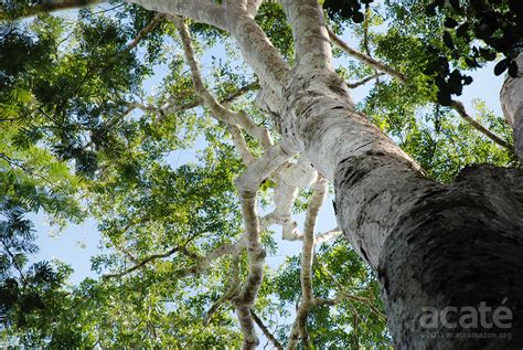 Copaiba Oil and Resin Sustainable Harvest - Rainforest Natural Product