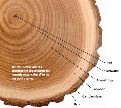 Vascular Cambium Wood