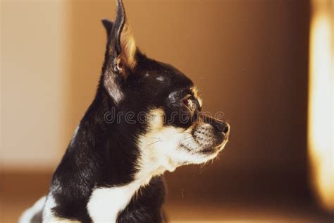 Lovely Little Black Chihuahua Puppy Stock Photo - Image of puppy ...