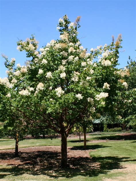 China Snow Tree Lilac J Frank Schmidt Son Co