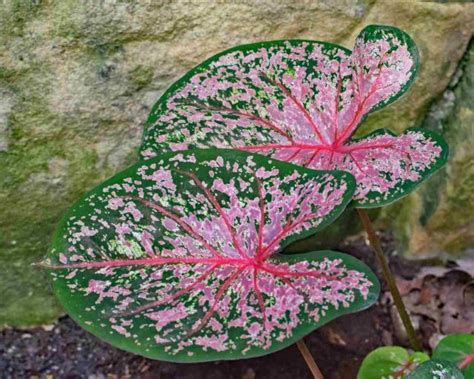 Caladium - growing and advice on caring for colorful elephant ear