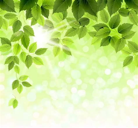 Branch With Fresh Green Leaves Stock Vector Image By Antart 11951387