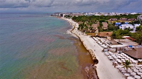 Cuáles son las playas con y sin SARGAZO hoy 19 de agosto 2022 MAPA