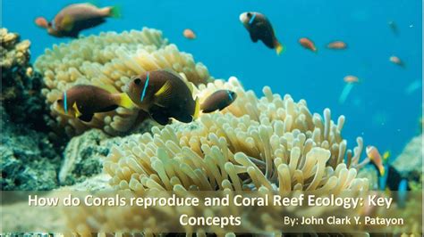 How Do Corals Reproduce And Coral Reef Ecology Key Concepts