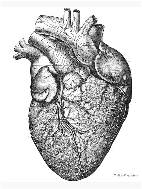 "Anatomy Heart Drawing" Poster for Sale by Gifts-Creator | Redbubble