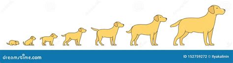 Stages Of Dog Growth Set From Puppy To Adult Dog Development Animal