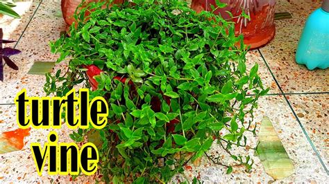 Turtle Vine Sumbul Sgarden Youtube