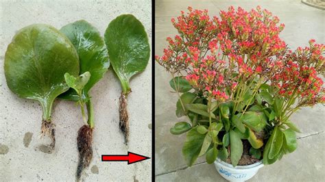 Propagate Kalanchoe Pinnata Lam Pers With Simple Leaves Youtube