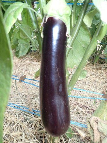 Semence D Aubergine Pr Coce Abrivado F Atypyc Hybride