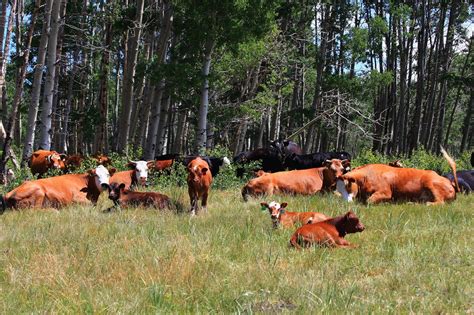 The Water Footprint of Beef: Industrial vs. Pasture-Raised - Water ...