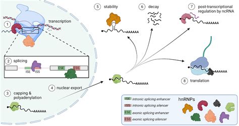 Emerging Roles For Heterogeneous Ribonuclear Proteins In Normal And