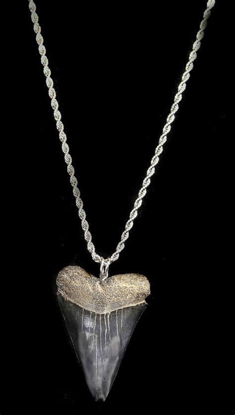 Fossil Mako Shark Tooth Necklace For Sale Fossilera