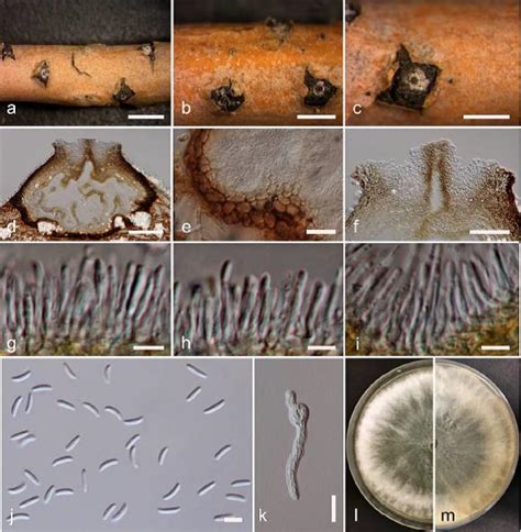 Cytospora Paratranslucens Facesoffungi Number Fof 02745 Faces Of Fungi