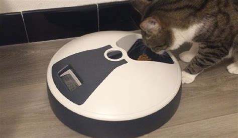 Les Meilleurs Distributeurs De Nourriture Pour Chat Programmables Et