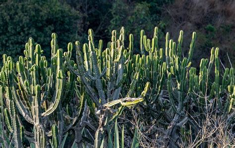 plants cactus desert  photo  pixabay