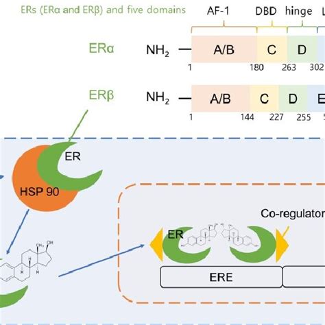 Estrogen Receptors Ers And Estrogen Response Elements Eres