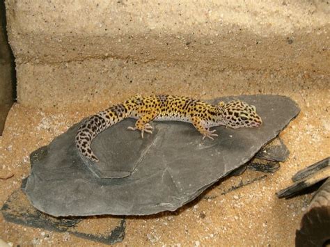 Leopard Gecko Shedding Everything You Need To Know Bearded Dragon Tank