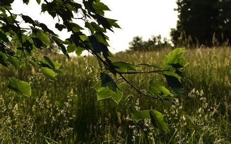 Meadow Grass Nature Free Photo On Pixabay Pixabay