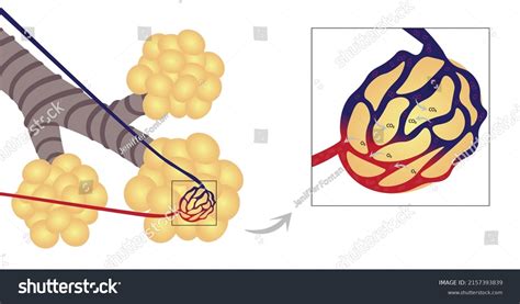 250 Hemoglobin Carbon Dioxide Images Stock Photos Vectors Shutterstock