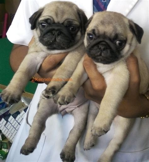 Girl Pug Puppy Atelier Yuwaciaojp