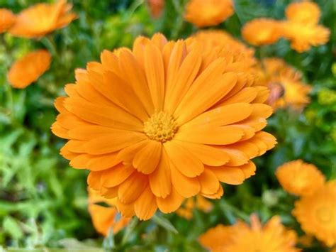 Calendula Officinalis Online Flower Garden