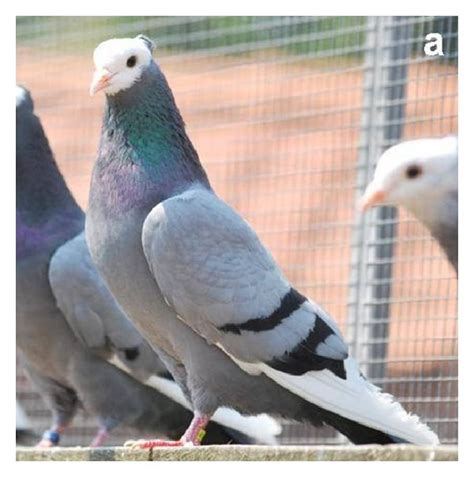 Different Breeds Of Pigeons Which Are Bred For Their Flying Abilities