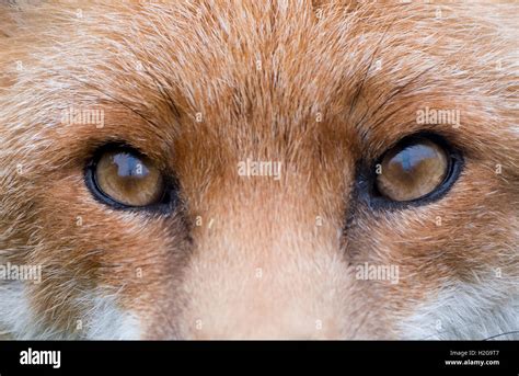 Red Fox Eyes