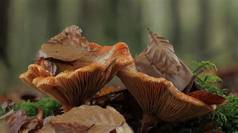 Reizker Im Herbstlaub Pilze Im Wald Jensensphotography Flickr