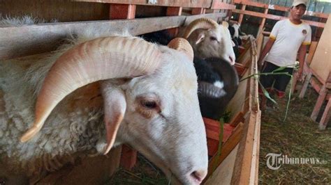 Kurban Ekor Kambing Untuk Keluarga Boleh Kah Ini Penjelasan