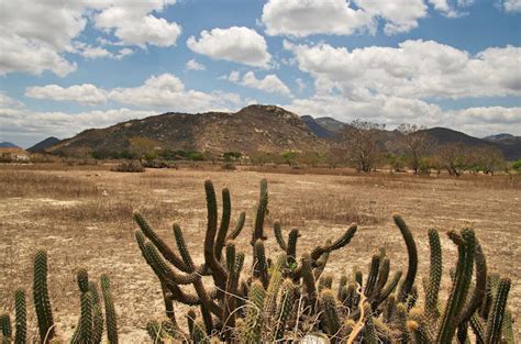 Assinale A Opção Que Apresenta Unicamente Características Da Caatinga