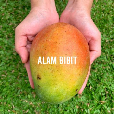 Jual BIBIT MANGGA BRAZIL OKULASI COCOK DI TANAM POT Shopee Indonesia