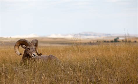 Black Hills and Badlands Scenic Tours - Black Hills Tour Company