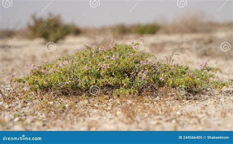 Blooming Desert Floral Plant in Qatar Stock Image - Image of botany ...