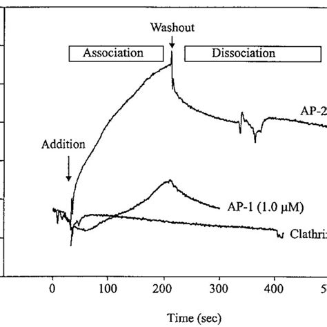 Surface Plasmon Resonance Analysis Of Cftr Peptide Interactions With Download Scientific