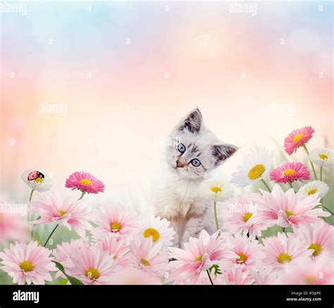 white kitten in the flower garden Stock Photo - Alamy