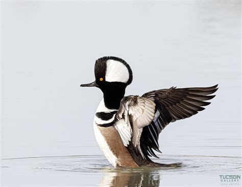 Hooded Merganser - The Tucson Gallery