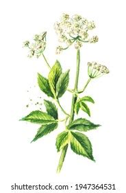 Medicinal Plant Aegopodium Podagraria Ground Elder Stock Illustration