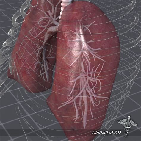 Lungs Anatomy 3D model | CGTrader