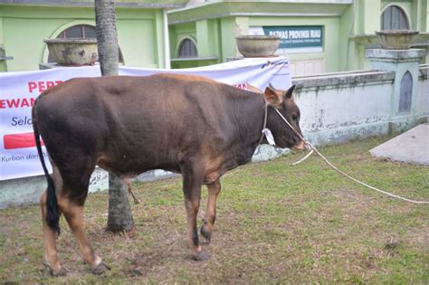 Media Center Riau Kembali Dapat Sapi Kurban Bantuan Presiden