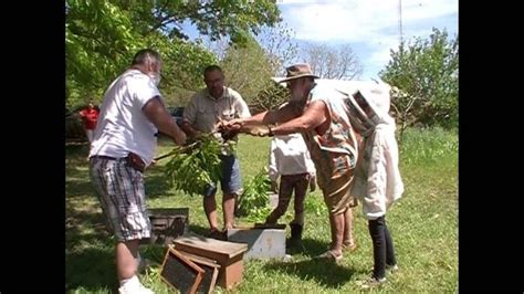 Nats Honey Bee Swarm Catch At Bud 8 Videos Yappy Beeman Gan Jing