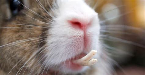 Rabbit Teeth Everything You Need To Know A Z Animals