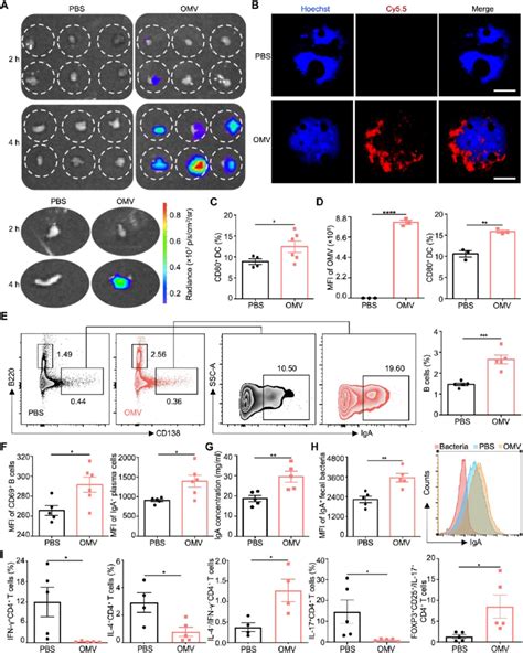 Modulation Of Mucosal Immune Responses A IVIS Images Of Mouse PPs