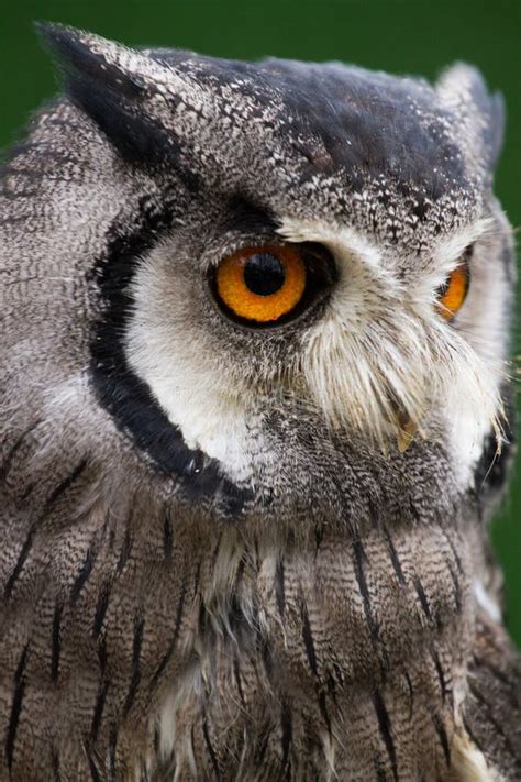 Close Up of a Northern White Faced Owl Stock Image - Image of wildlife, faced: 103709891