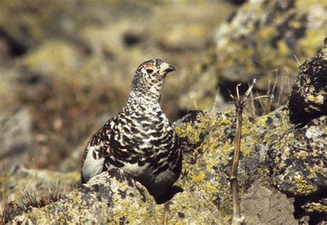 White-tailed Ptarmigan - Lagopus leucura - NatureWorks