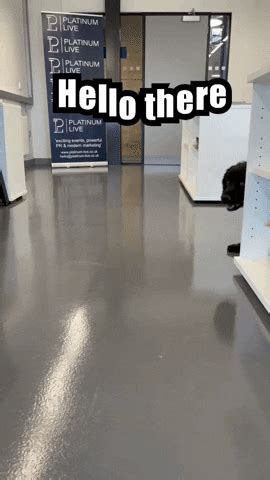 um  gifs    gif  giphy